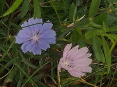 Cichorium intybus