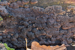 Jackrogersella multiformis