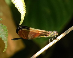 Polythore boliviana