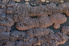 Jackrogersella multiformis