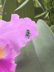 Euglossa