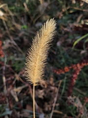 Setaria pumila