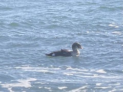 Somateria spectabilis