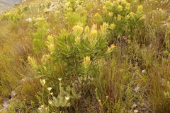 Protea neriifolia
