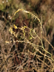Melilotus officinalis