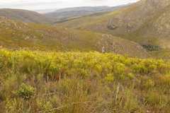 Leucadendron eucalyptifolium