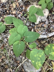 Asclepiadeae