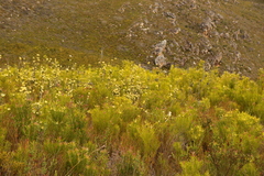 Leucadendron eucalyptifolium