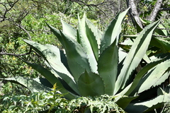 Agave inaequidens