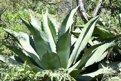 Agave inaequidens