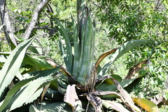 Agave inaequidens
