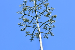 Agave inaequidens