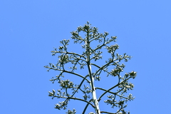 Agave inaequidens