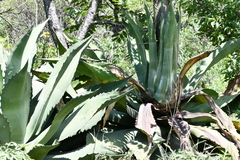 Agave inaequidens