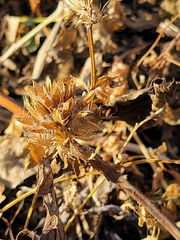 Dracocephalum parviflorum