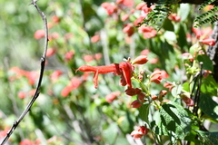 Salvia pubescens