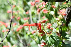 Salvia pubescens