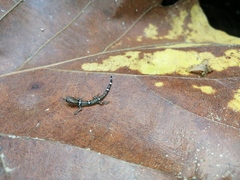 Sphaerodactylus continentalis