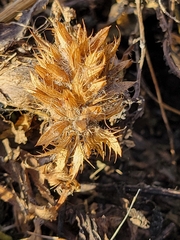 Dracocephalum parviflorum