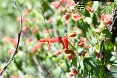 Salvia pubescens