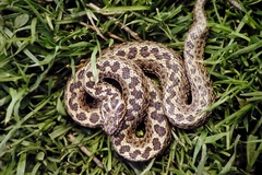 Vipera renardi