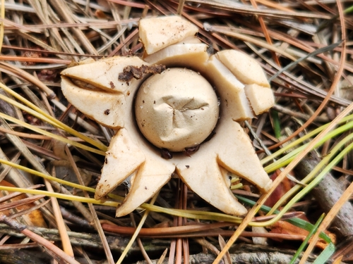 Geastrum triplex