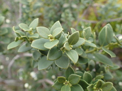Robsonodendron maritimum