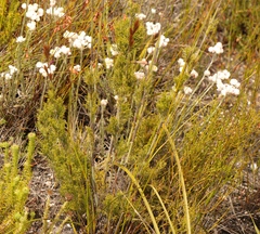 Thamnochortus cinereus