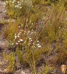 Thamnochortus cinereus