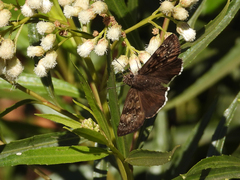 Erynnis tristis