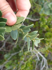 Robsonodendron maritimum