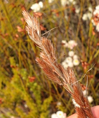 Thamnochortus cinereus