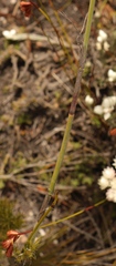 Thamnochortus cinereus
