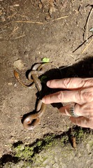 Echinanthera cephalostriata