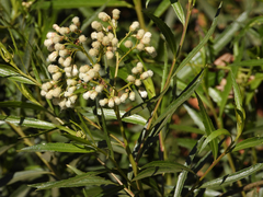 Baccharis salicifolia