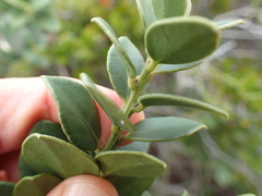 Robsonodendron maritimum