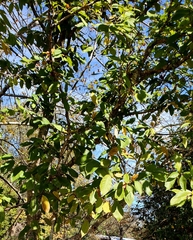 Magnolia figo