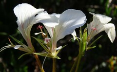 Pelargonium longicaule
