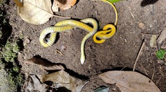 Echinanthera cephalostriata