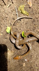 Echinanthera cephalostriata