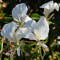 Pelargonium longicaule