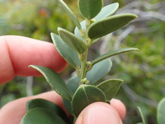 Robsonodendron maritimum