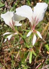 Pelargonium longicaule