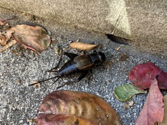 Gryllus pennsylvanicus