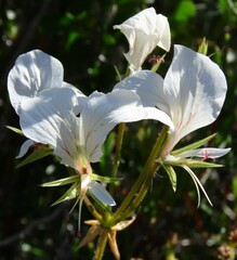 Pelargonium longicaule