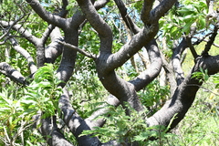 Bursera galeottiana
