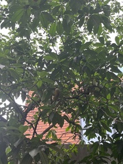 Tabernaemontana litoralis