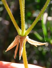 Pelargonium longicaule