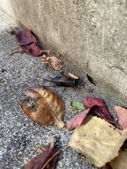 Gryllus pennsylvanicus