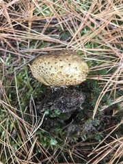 Scleroderma septentrionale